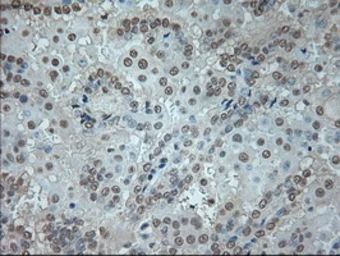 Anti-GAD67 antibody [3G9] used in IHC (Paraffin sections) (IHC-P). GTX84469