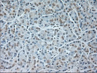 Anti-GAD67 antibody [3G9] used in IHC (Paraffin sections) (IHC-P). GTX84469