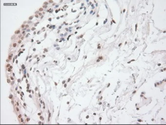 Anti-GAD67 antibody [3H2] used in IHC (Paraffin sections) (IHC-P). GTX84470