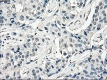 Anti-FRA1 antibody [12F9] used in IHC (Paraffin sections) (IHC-P). GTX84488