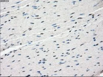 Anti-FRA1 antibody [12F9] used in IHC (Paraffin sections) (IHC-P). GTX84488