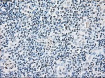 Anti-FKBP5 antibody [3E9] used in IHC (Paraffin sections) (IHC-P). GTX84491