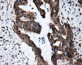 Anti-FKBP12 antibody [3B3] used in IHC (Paraffin sections) (IHC-P). GTX84492