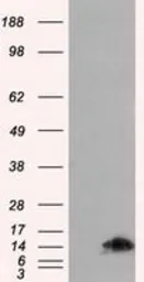 Anti-FKBP12 antibody [3B3] used in Western Blot (WB). GTX84492