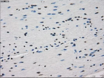 Anti-CD32a antibody [16D6] used in IHC (Paraffin sections) (IHC-P). GTX84509