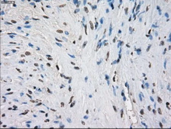 Anti-CD32a antibody [16D6] used in IHC (Paraffin sections) (IHC-P). GTX84509