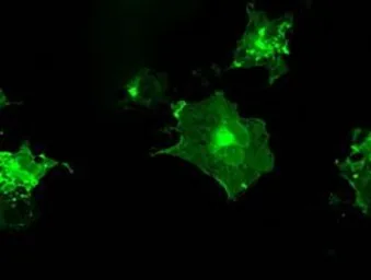 Anti-CD32a antibody [13D7] used in Immunocytochemistry/ Immunofluorescence (ICC/IF). GTX84511