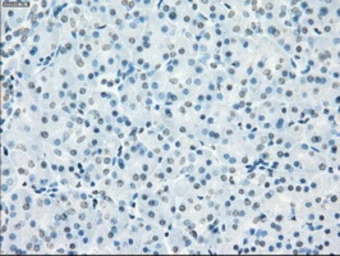 Anti-CD32a antibody [13D7] used in IHC (Paraffin sections) (IHC-P). GTX84511