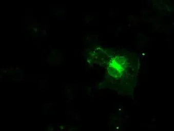Anti-CD32a antibody [13G9] used in Immunocytochemistry/ Immunofluorescence (ICC/IF). GTX84513