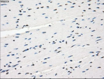 Anti-CD32a antibody [13G9] used in IHC (Paraffin sections) (IHC-P). GTX84513