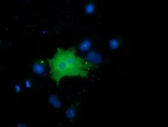 Anti-FAM84B antibody [4A4] used in Immunocytochemistry/ Immunofluorescence (ICC/IF). GTX84525