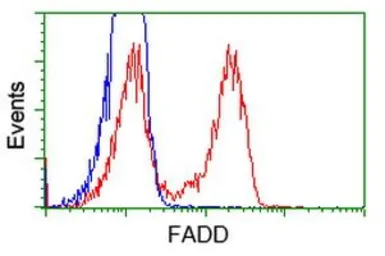 Anti-FADD antibody [1C11] used in Flow cytometry (FCM). GTX84542