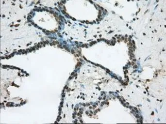 Anti-ERCC1 antibody [1B3] used in IHC (Paraffin sections) (IHC-P). GTX84546