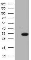 Anti-ERCC1 antibody [3E1] used in Western Blot (WB). GTX84559