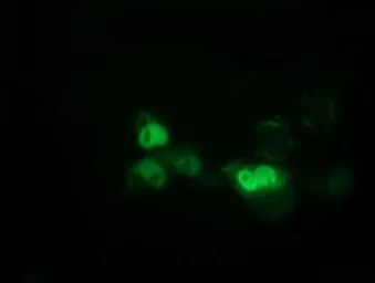 Anti-EPM2AIP1 antibody [1F11] used in Immunocytochemistry/ Immunofluorescence (ICC/IF). GTX84561