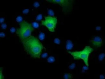 Anti-EPXH2 antibody [2F2] used in Immunocytochemistry/ Immunofluorescence (ICC/IF). GTX84567