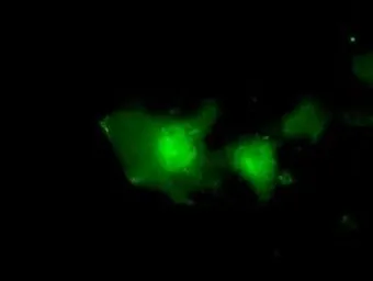 Anti-eIF2 alpha antibody [3H4] used in Immunocytochemistry/ Immunofluorescence (ICC/IF). GTX84579