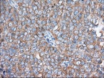 Anti-eIF2 alpha antibody [3H4] used in IHC (Paraffin sections) (IHC-P). GTX84579