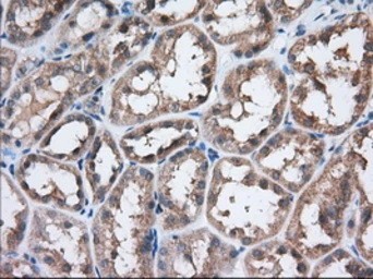 Anti-eIF2 alpha antibody [3H4] used in IHC (Paraffin sections) (IHC-P). GTX84579