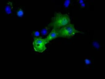 Anti-DYNC1LI1 antibody [1D1] used in Immunocytochemistry/ Immunofluorescence (ICC/IF). GTX84597