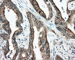 Anti-DNTTIP1 antibody [1E2] used in IHC (Paraffin sections) (IHC-P). GTX84603