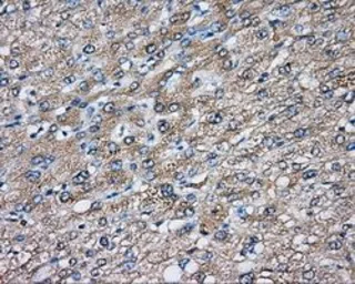 Anti-DNTTIP1 antibody [1E2] used in IHC (Paraffin sections) (IHC-P). GTX84603