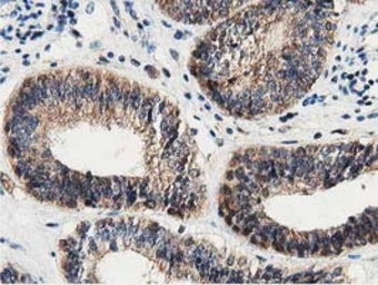 Anti-DNAJA2 antibody [3H10] used in IHC (Paraffin sections) (IHC-P). GTX84609