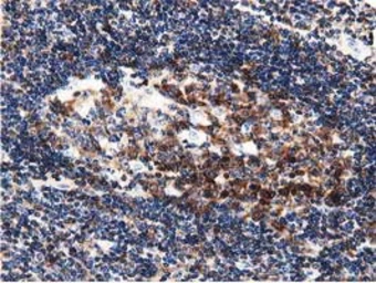 Anti-DNAJA2 antibody [3H10] used in IHC (Paraffin sections) (IHC-P). GTX84609