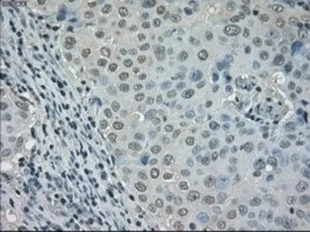 Anti-DHFR antibody [6G7] used in IHC (Paraffin sections) (IHC-P). GTX84617