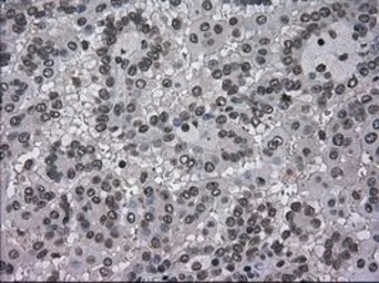 Anti-DHFR antibody [3A11] used in IHC (Paraffin sections) (IHC-P). GTX84618