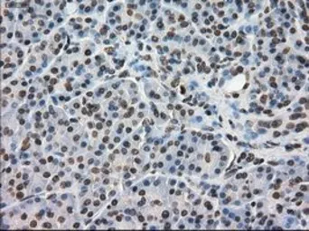 Anti-DHFR antibody [3A11] used in IHC (Paraffin sections) (IHC-P). GTX84618