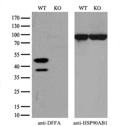 Anti-ICAD antibody [5C4] used in Western Blot (WB). GTX84621