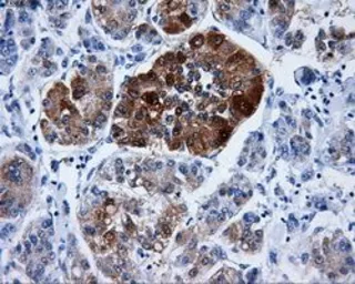 Anti-DCXR antibody [4D11] used in IHC (Paraffin sections) (IHC-P). GTX84623