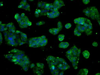 Anti-CYP2E1 antibody [5F11] used in Immunocytochemistry/ Immunofluorescence (ICC/IF). GTX84634