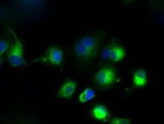 Anti-CYP1A2 antibody [15E2] used in Immunocytochemistry/ Immunofluorescence (ICC/IF). GTX84638