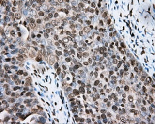 Anti-CYP1A2 antibody [15E2] used in IHC (Paraffin sections) (IHC-P). GTX84638