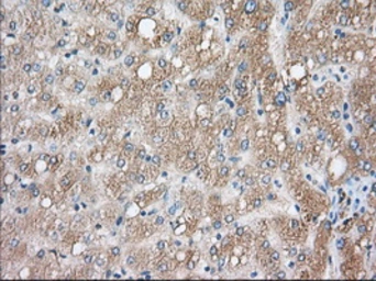 Anti-CYP1A2 antibody [7D12] used in IHC (Paraffin sections) (IHC-P). GTX84643