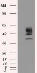 Anti-CYP1A2 antibody [7D12] used in Western Blot (WB). GTX84643