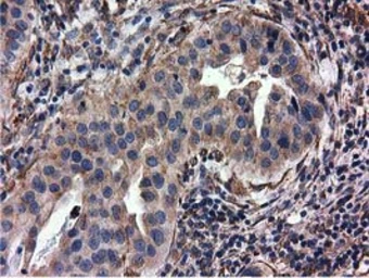Anti-CYB5R3 antibody [2A10] used in IHC (Paraffin sections) (IHC-P). GTX84646