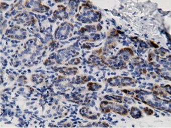 Anti-CRYM antibody [1G7] used in IHC (Paraffin sections) (IHC-P). GTX84654