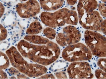 Anti-CRYM antibody [1G7] used in IHC (Paraffin sections) (IHC-P). GTX84654