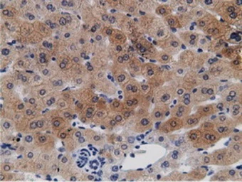 Anti-CRYM antibody [1G7] used in IHC (Paraffin sections) (IHC-P). GTX84654