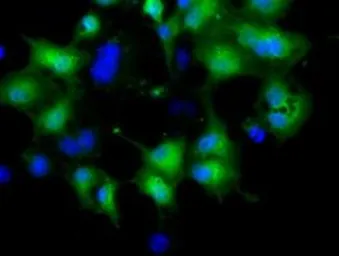 Anti-CRYM antibody [1B5] used in Immunocytochemistry/ Immunofluorescence (ICC/IF). GTX84655