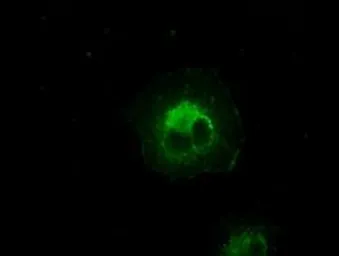 Anti-alpha B Crystallin antibody [6A9] used in Immunocytochemistry/ Immunofluorescence (ICC/IF). GTX84659