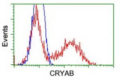 Anti-alpha B Crystallin antibody [6A9] used in Flow cytometry (FCM). GTX84659