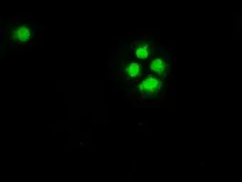 Anti-Chk2 antibody [2F4] used in Immunocytochemistry/ Immunofluorescence (ICC/IF). GTX84685