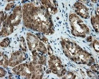 Anti-CUGBP1 antibody [5B8] used in IHC (Paraffin sections) (IHC-P). GTX84692
