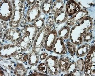 Anti-CUGBP1 antibody [5B8] used in IHC (Paraffin sections) (IHC-P). GTX84692