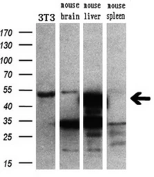 Anti-CUGBP1 antibody [5B8] used in Western Blot (WB). GTX84692