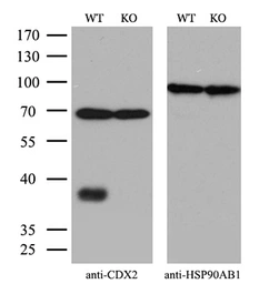 Anti-CDX2 antibody [1A3] used in Western Blot (WB). GTX84694